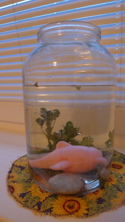 akvarium