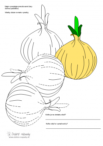 cibule